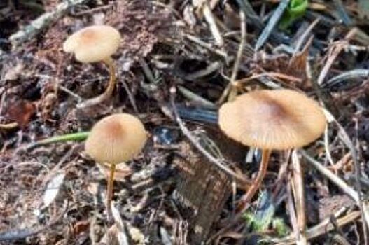 В Саяно-Шушенском заповеднике учёные нашли два новых вида грибов