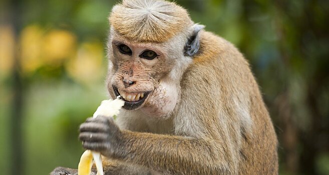 Голодные обезьяны "атаковали" Тайланд из-за коронавируса