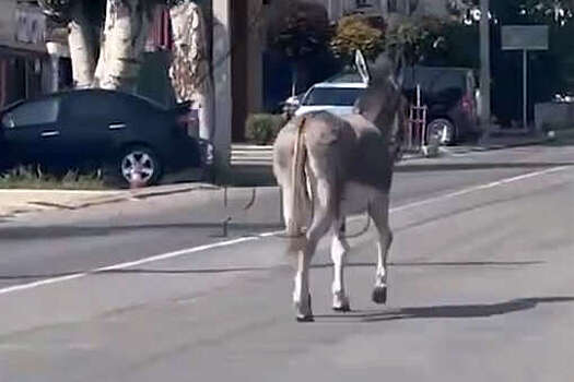 В Анапе на видео сняли осла, нарушающего ПДД в потоке машин