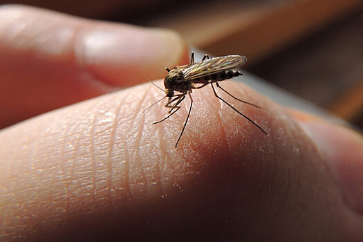 Биолог рассказал, как комары выбирают своих жертв