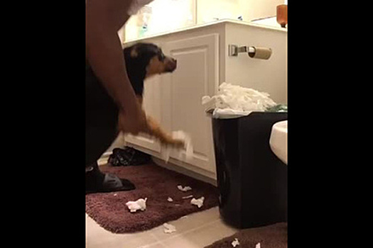 Хозяин заставил собаку собрать пережеванную туалетную бумагу