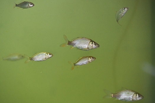 В Зауралье впервые зарыбили озеро в счет компенсации ущерба окружающей среде