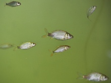 В Зауралье впервые зарыбили озеро в счет компенсации ущерба окружающей среде