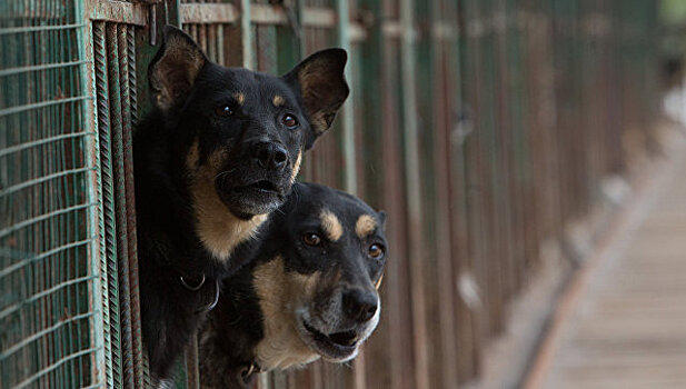 На Чукотке назвали незаконным план по уничтожению бездомных животных