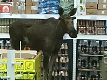 В Башкирии лось врезался в забор и погиб после посещения магазина