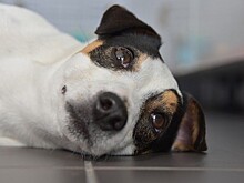 Муся и Барсик: названы самые популярные клички, которые москвичи дают своим питомцам