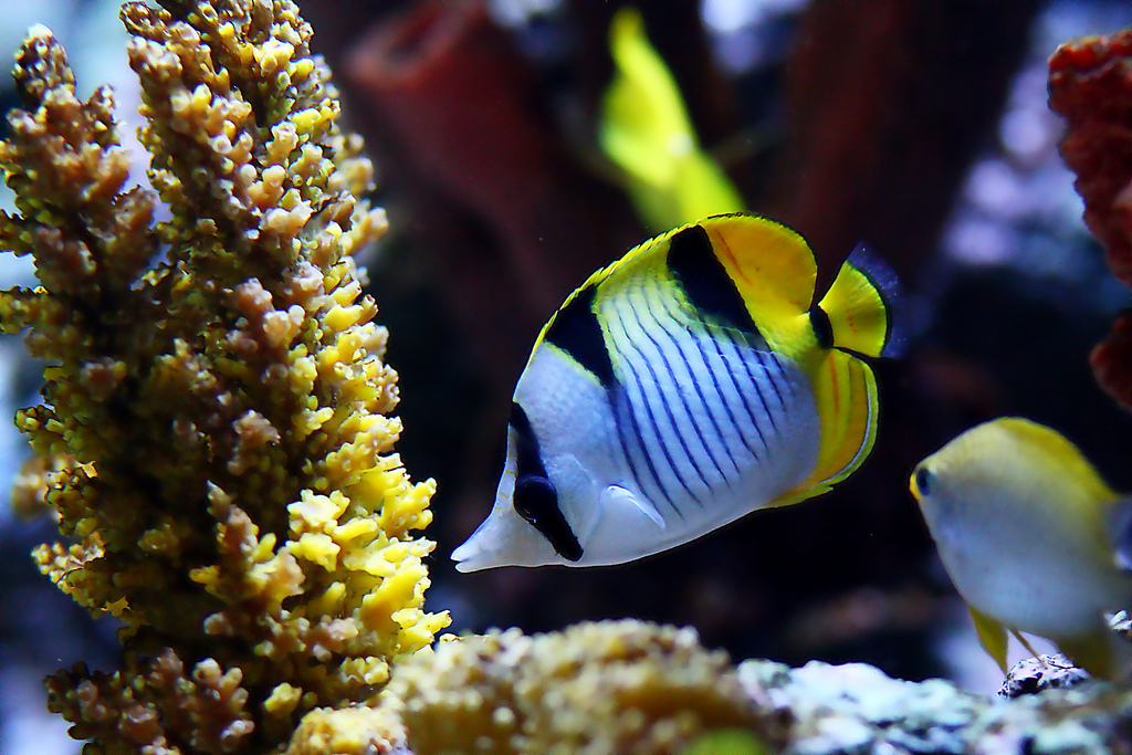 Аквариум на острове Сентоза, Остров Сентоза, Сингапур, Азия