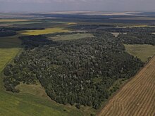 За прошедший год в Оренбуржье высадили тысячу гектаров леса