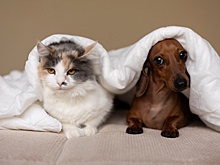 Лимит на «хвостики», или Питомцев привяжут к метражу