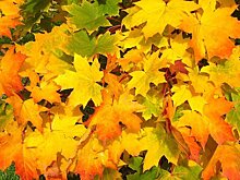 Дворники на 11-ой улице Текстильщиков убрали листву из-под машин