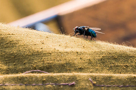 Об опасности домашних мух предупредили жителей Новосибирска