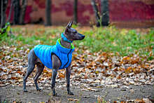 Кинолог: собаку нужно постепенно приучать к зимней одежде