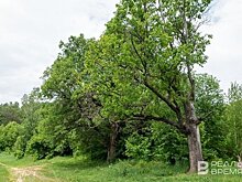 На одного жителя Татарстана приходится более 280 деревьев