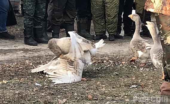 В Курской области прошли гусиные соревнования