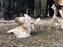 В Курской области прошли гусиные соревнования