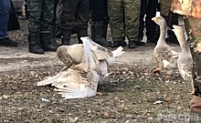 В Курской области прошли гусиные соревнования