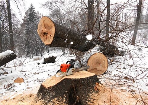 С начала 2024 года в Подмосковье срубили более тысячи аварийных деревьев