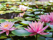В Армавире водохранилище украсили кувшинками