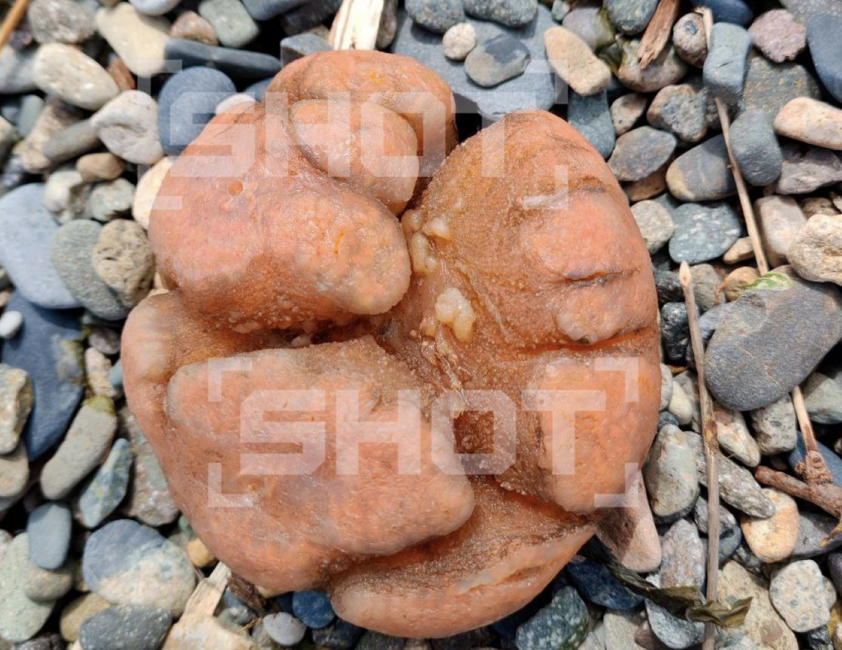 Магаданские рыбаки нашли странное существо