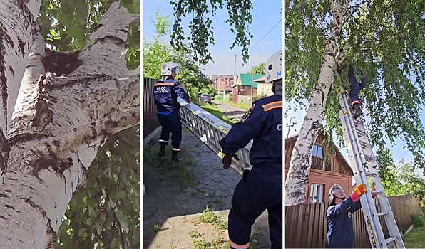 В Новосибирске спасатели вернули хозяйке кошку, просидевшую на дереве двое суток