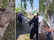 В Новосибирске спасатели вернули хозяйке кошку, просидевшую на дереве двое суток