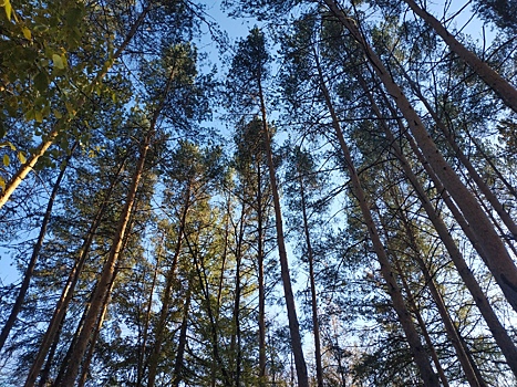 Компания Теле2 заявила, что при возведении вышки в охранной зоне Увильдов, деревья не вырубались