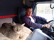 В Тынде спасли кота, который 6 дней путешествовал, спрятавшись, в поезде