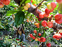 Производство тепличной вишни в уезде Цзицзэ