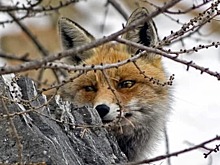 В Соколиной Горе заметили лису