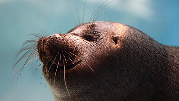 В Петербурге зоозащитники просят спасти истощенного детеныша тюленя