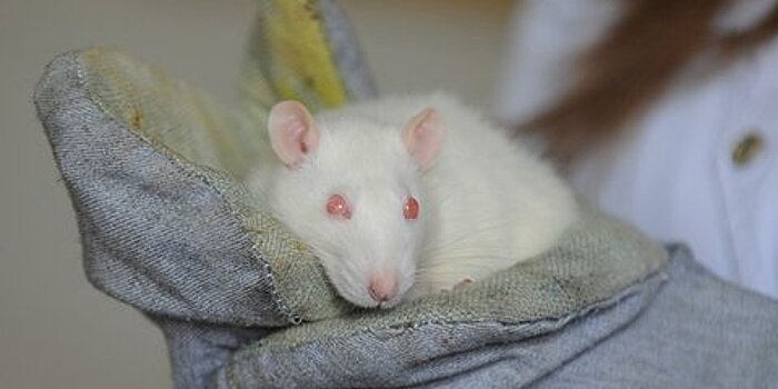 Крысы оказались способны хранить воспоминания