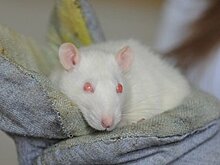 Крысы оказались способны хранить воспоминания