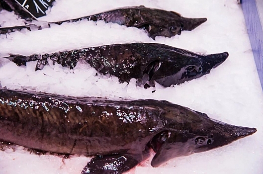 В Волгоградской области у ИП изъяли 304 кг рыбной продукции без документов