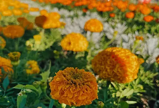 Самарцам рассказали, как продвигается благоустройство Хлебной площади