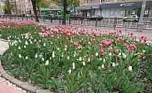 В Курске на городские клумбы высажено более 80 тысяч цветов