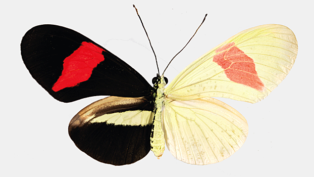 Генетики нашли разгадку замысловатой раскраски бабочек