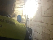 Ночная гостья залетела в квартиру новокузнечан