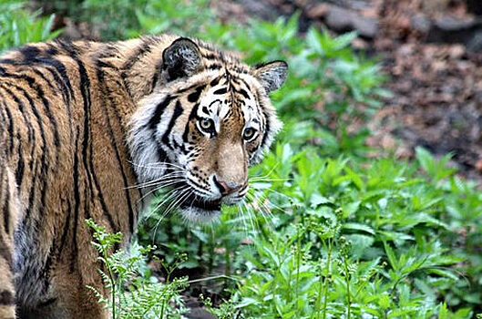 В Читинском городском зоопарке появились новые питомцы: амурский тигр и ламы