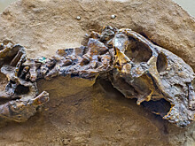 В Канаде 12-летний мальчик нашел скелет динозавра