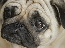 Владельцы каких животных реже умирают от инфаркта