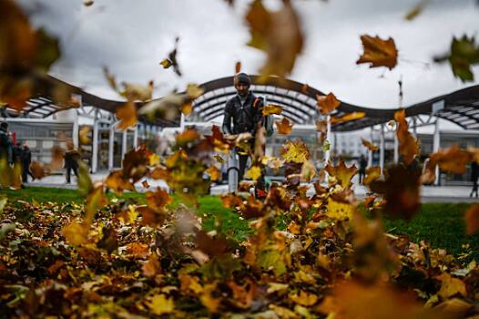 Названы ответственные за уборку осенней листвы