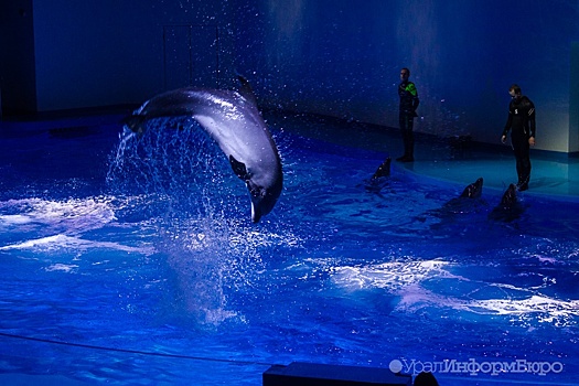 Человек дельфину друг