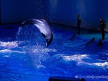 Человек дельфину друг