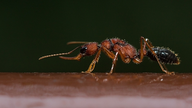 Ученые выяснили, почему «королевы» муравьев живут в 5 раз дольше обычных рабочих