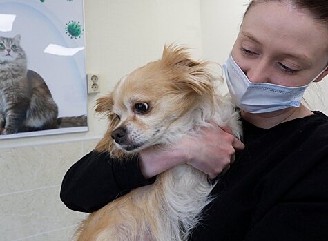 В Московской области могут ввести обязательную регистрацию домашних животных