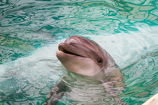 Дни польской культуры, водный балет, концерт Газманова: семь вечеров в Ростове