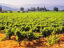 Жара европейским винам — друг или все-таки враг?