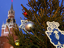 Названа стоимость новогодней ели из лесного фонда РФ