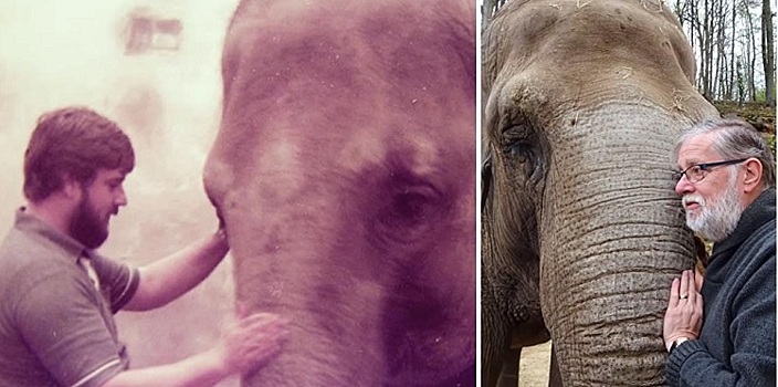 Трогательная встреча: слон узнал друга, который ухаживал за ним в зоопарке 32 года назад