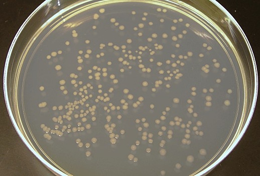 Антибиотики могут стимулировать размножение бактерий